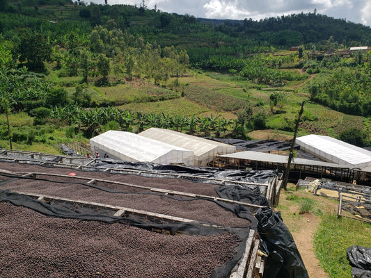 OUR COFFEE- Rwanda